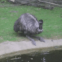 GIF by Planckendael