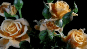 rose blooming GIF