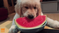 Happy Pup Devours a Slice of Watermelon