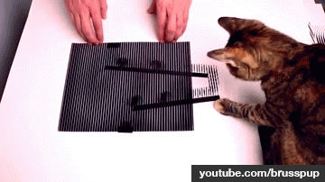 cat puzzle GIF by Daily Mail Online