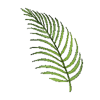 Joies_store leaf palm tropic лист Sticker