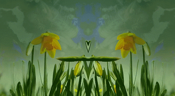 daffodil GIF