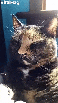 Cats Reaction To Human Getting Progressively Louder GIF by ViralHog