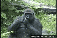 gorilla GIF