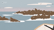 Marine Life Ice GIF by PBS Digital Studios