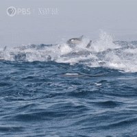 Leaping Marine Life GIF by Nature on PBS