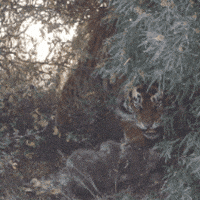 King Of The Jungle Tiger GIF by Nature Is Metal