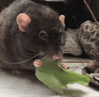 Pet Rat GIF
