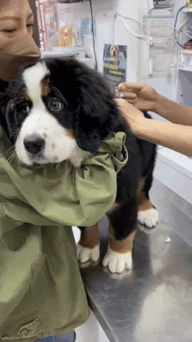 cuteanimalland giphyupload GIF