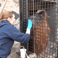 Orangutan Rewarded With Treats During Training at Milwaukee County Zoo