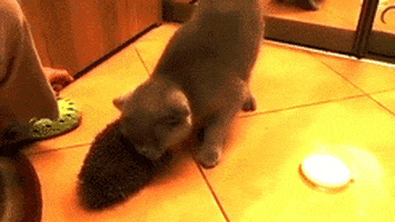 cat loving GIF