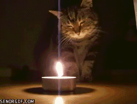 cat staying warm GIF by Cheezburger