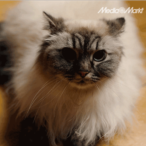 Happy Grumpy Cat GIF by MediaMarkt Deutschland