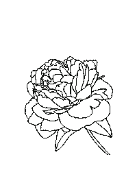 CalligraphyandtheCity art flower black line Sticker