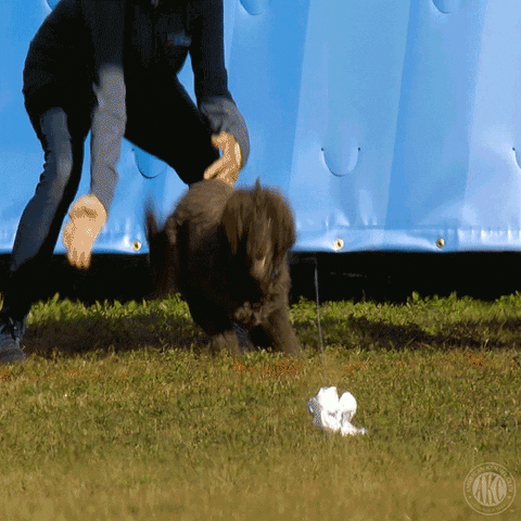 Espn Running GIF by American Kennel Club
