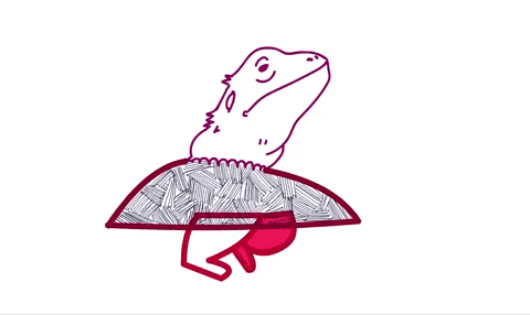 milkhate giphyupload lizard GIF