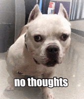 Adopt American Bulldog GIF by Nebraska Humane Society