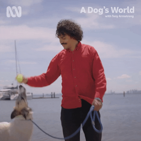 Fetch Puppy Love GIF by ABC TV + IVIEW