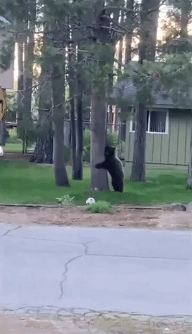 Playful Bear Shows Off Soccer Skills