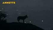Adam Driver Wolf GIF by Madman Films