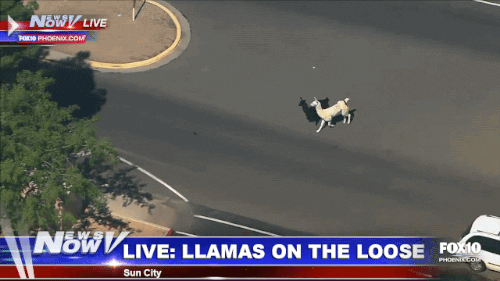 news llamas GIF