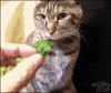broccoli GIF