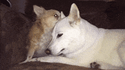shiba inu dog GIF by KeepUpWithJaz