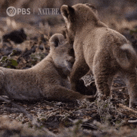 Lion Africa GIF by Nature on PBS