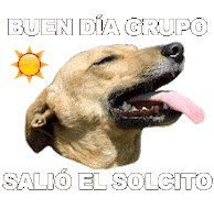 Adoptanocompres Camperito Sticker by El Campito Refugio