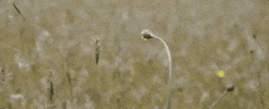 lane 1974 GIF by The Orchard Films