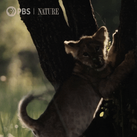 Baby Animals Play GIF by Nature on PBS
