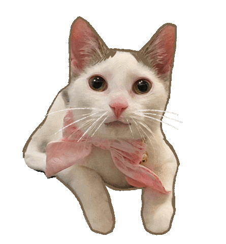 In Love Cat Sticker