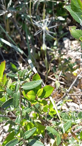 Simongip giphyupload GIF