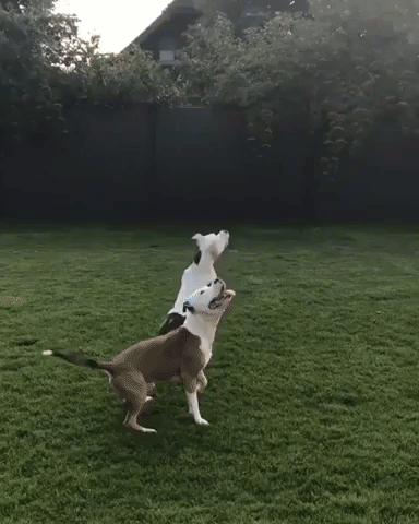 Adorable Dogs Love Playing With Balloon