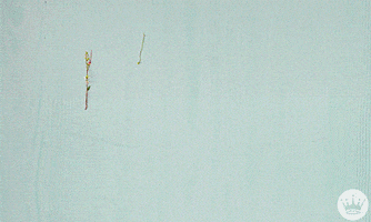 Hallmark Ecards Flowers GIF by Hallmark Gold Crown