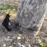 Cat Reaction GIF by MOODMAN