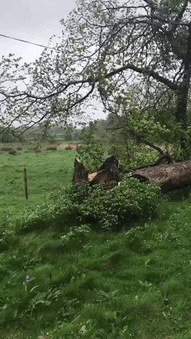 Cheshire Road Blocked by Fallen Tree During Storm Hannah