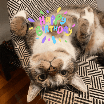 Happy Birthday Cat GIF