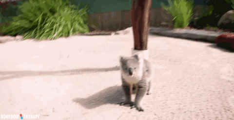 koala GIF