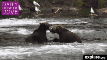 exploreorg love nature animal organic GIF