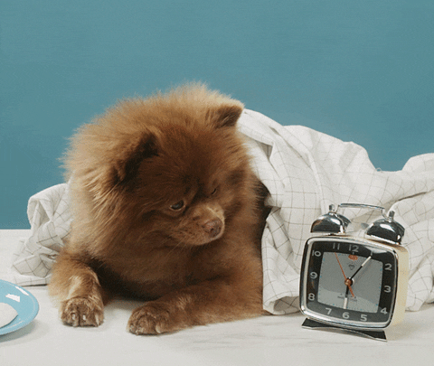 Good Morning Reaction GIF by Bertie The Pom