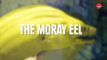 7 Weirdly Awesome Pets You Can Own