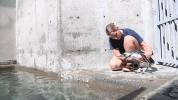 Baby Penguin Practices Swimming at Washington Zoo