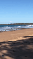 Kangaroo Trio Take in Sea Air as They Bounce Down Queensland Beach