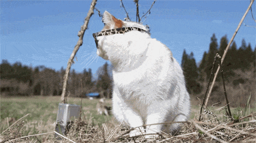 cat GIF