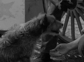 classic film oshaughnessys boy GIF by Warner Archive