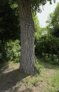 Loop Tree GIF by sheepfilms