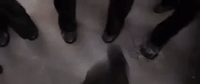 kung fu hustle GIF