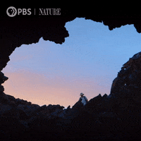 Travelling Pbs Nature GIF by Nature on PBS