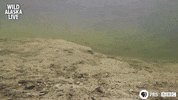 bbc one bear GIF by BBC